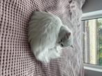 Spayed Persian cat with all accessories and ..., Dieren en Toebehoren, Poes, Ontwormd, 0 tot 2 jaar