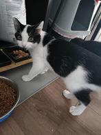 2 kittens plus benodigdheden, Dieren en Toebehoren, Meerdere dieren, Kortharig, 0 tot 2 jaar