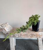Juniperus 'Jeneverbes' bonsai, Tuin en Terras, Ophalen of Verzenden