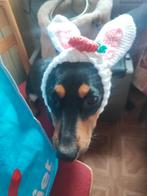 Honden mutsjes, Ophalen of Verzenden, Nieuw