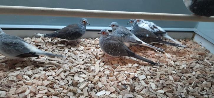 Diamantduiven diverse koppels., Dieren en Toebehoren, Vogels | Overige Vogels, Meerdere dieren