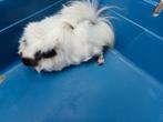 Cavia, April, Mannelijk, Cavia