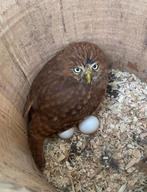 1-1 Braziliaanse dwerguil 2024, Dieren en Toebehoren, Vogels | Overige Vogels, Meerdere dieren, Roofvogel, Geringd