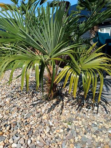De laatste eigen kweek trachycarpus fortunei palmbomen  beschikbaar voor biedingen