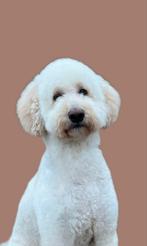 🤎 Australian Labradoodle pups 🤎, 8 tot 15 weken, CDV (hondenziekte), Meerdere, Nederland