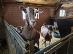 Toggenburger en bonte geiten, Dieren en Toebehoren, Schapen, Geiten en Varkens, Vrouwelijk, Geit