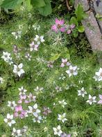 Nigella Persian Rose, Ophalen of Verzenden, Voorjaar, Volle zon, Zaad