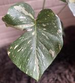 Monstera Thai Constellation #6, Overige soorten, Minder dan 100 cm, Groene kamerplant, Halfschaduw