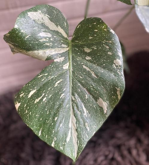 Monstera Thai Constellation #6, Huis en Inrichting, Kamerplanten, Overige soorten, Minder dan 100 cm, Groene kamerplant, Halfschaduw