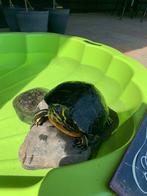 Schildpad zoekt goud huisje, Dieren en Toebehoren, Reptielen en Amfibieën, Schildpad, Tam, 11 jaar of ouder