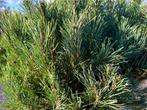 Pinus sylvestris 'Watereri' te koop!!, Tuin en Terras, In pot, Overige soorten, Volle zon, Bloeit niet