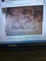 foto is onduidelijk mooi romijns schilderij ik heb teveel, Ophalen, 50 tot 75 cm, Zo goed als nieuw, Schilderij