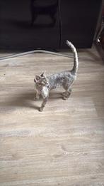 Devon rex Kitten poesje 6 maanden oud hypo allergeen, Poes, Gechipt, 0 tot 2 jaar