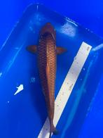 Choco chagoi izumija 45cm, Dieren en Toebehoren, Karper of Koi