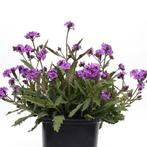 Verbena rigida Santos, Tuin en Terras, Planten | Tuinplanten, Volle zon, Vaste plant, Zomer, Ophalen