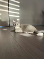 Te koop: Britse langhaar kruising kater, wit, 40 weken, Dieren en Toebehoren, Kater
