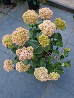 planten, Ophalen, Zomer, Overige soorten, Halfschaduw