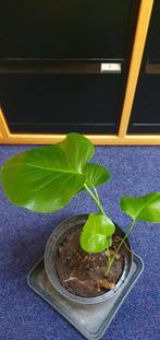 goedkoop een jonge goed gewortelde monstera kopen, Ophalen, Halfschaduw, Minder dan 100 cm