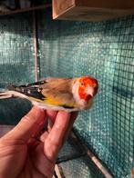 Majoor Putter 2025, Dieren en Toebehoren, Mannelijk, Wildzangvogel