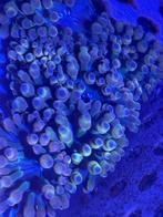 California sunburst bubble tip anemoon, Dieren en Toebehoren, Vissen | Aquariumvissen, Vis