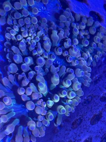 California sunburst bubble tip anemoon beschikbaar voor biedingen