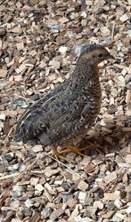 Kwartel hen natuurbroed, Dieren en Toebehoren, Vogels | Overige Vogels, Vrouwelijk, Tropenvogel