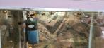 Gratis guppies, Vis, Zoetwatervis