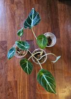 Alocasia Black Velvet, Huis en Inrichting, Ophalen of Verzenden, Halfschaduw, Minder dan 100 cm