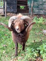 Stoere ouessant dekram, met stamboon, Mannelijk, Schaap