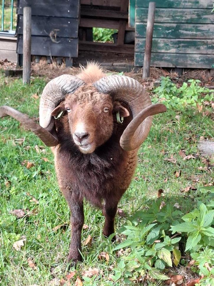 Stoere ouessant dekram, met stamboom, Dieren en Toebehoren, Schapen, Geiten en Varkens, Schaap, Mannelijk