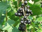 Ribes nigrum– Zwarte bes eetbaar, Overige soorten, Minder dan 100 cm, Ophalen of Verzenden, Struik