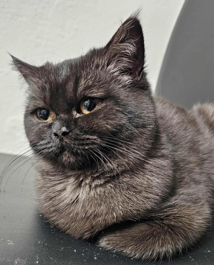 BKH KATZE, Dieren en Toebehoren, Katten en Kittens | Raskatten | Korthaar, 0 tot 2 jaar, Met stamboom, Gechipt, Ontwormd, Ingeënt