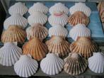20 grote sint jacobsschelpen nr MM 1247, Verzamelen, Mineralen en Fossielen, Verzenden, Schelp(en)
