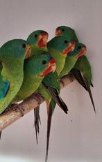 SWIFT PARKIETEN, Dieren en Toebehoren, Vogels | Parkieten en Papegaaien, Vrouwelijk, Parkiet, Geringd