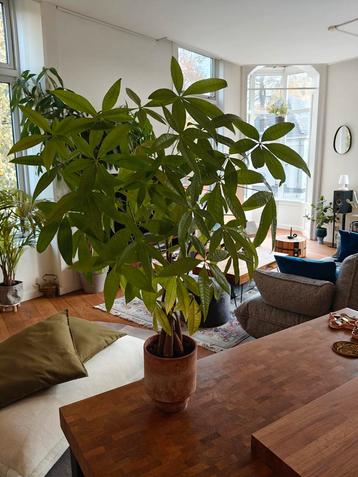 Pachira Aquatica (Geldboom) in terracotta pot beschikbaar voor biedingen