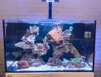 Aquarent/ Red sea reefer/ zeeaquarium/ zoutwater aquarium, Ophalen, Gebruikt, Gevuld zeewateraquarium