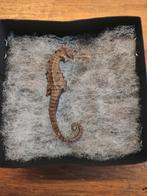 Zeepaardje in doosje, Ophalen of Verzenden, Zo goed als nieuw, Beeldje of Figuurtje