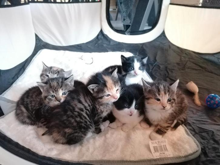1 lieve kitten (kater) beschikbaar, Dieren en Toebehoren, Katten en Kittens | Overige Katten, Meerdere dieren