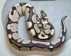 Python regius Desert Ghost., Dieren en Toebehoren, Slang, 0 tot 2 jaar