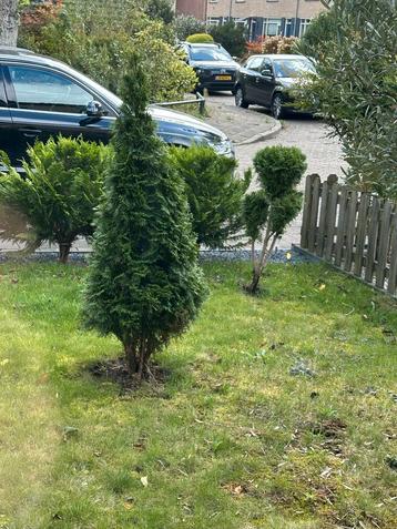 Jonge Levensboom 130cm beschikbaar voor biedingen
