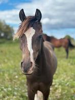2,5 jarige D pony te koop., Dieren en Toebehoren, Pony's, Ruin, 3 tot 6 jaar, Onbeleerd, Recreatiepony