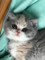 Brits korthaar poesje met stamboom zoekt blikopeners, Dieren en Toebehoren, Katten en Kittens | Raskatten | Korthaar, Poes, Ontwormd