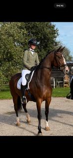 Knappe aansprekende 5 jarige merrie, Dieren en Toebehoren, Merrie, Dressuurpaard, 3 tot 6 jaar