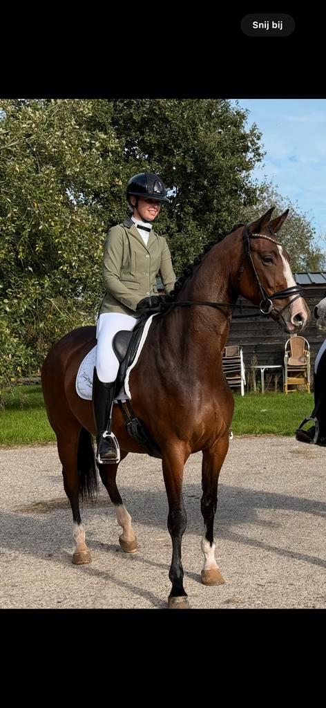 Knappe aansprekende 5 jarige merrie, Dieren en Toebehoren, Paarden, Merrie, 3 tot 6 jaar, Dressuurpaard