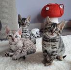 Prachtige bengaalse kittens met stamboom, Meerdere dieren, 0 tot 2 jaar, Gechipt