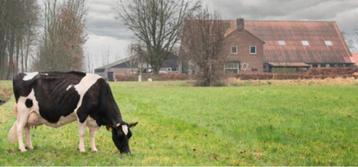 Dekstieren  beschikbaar voor biedingen