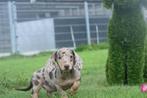 Teckel pups alle kleuren, Dieren en Toebehoren, België, Rabiës (hondsdolheid), 15 weken tot 1 jaar, Korthaar