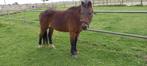 Te Koop B pony, Dieren en Toebehoren, Pony's, Merrie, B pony (1.17m tot 1.27m), Gechipt, 11 jaar of ouder