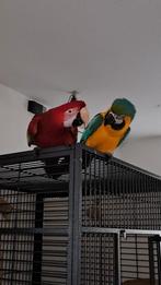 groenvleugel ara man papegaai en blauw gele pop, Mannelijk, Papegaai