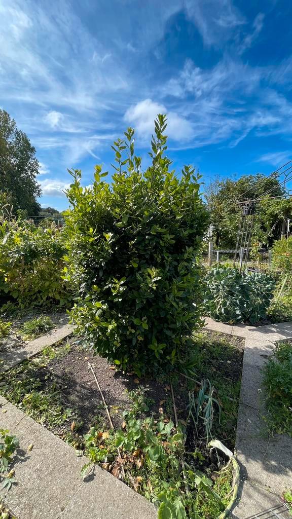 Laurierblad, Tuin en Terras, Overige Tuin en Terras, Nieuw, Ophalen of Verzenden